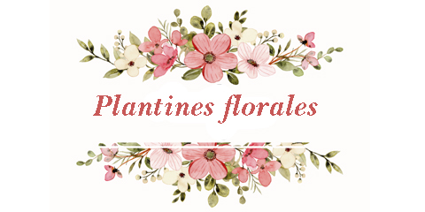 Plantines florales en tu vida