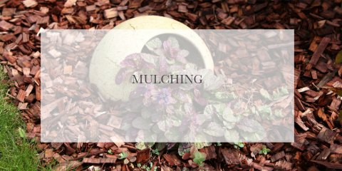 Mulching
