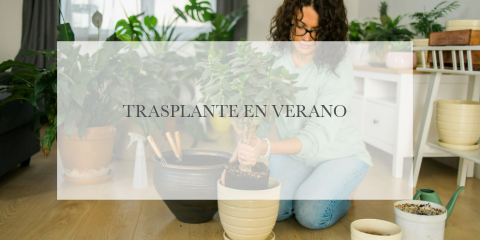 Trasplantar en verano