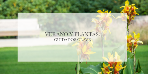 Verano y plantas: cuidados clave
