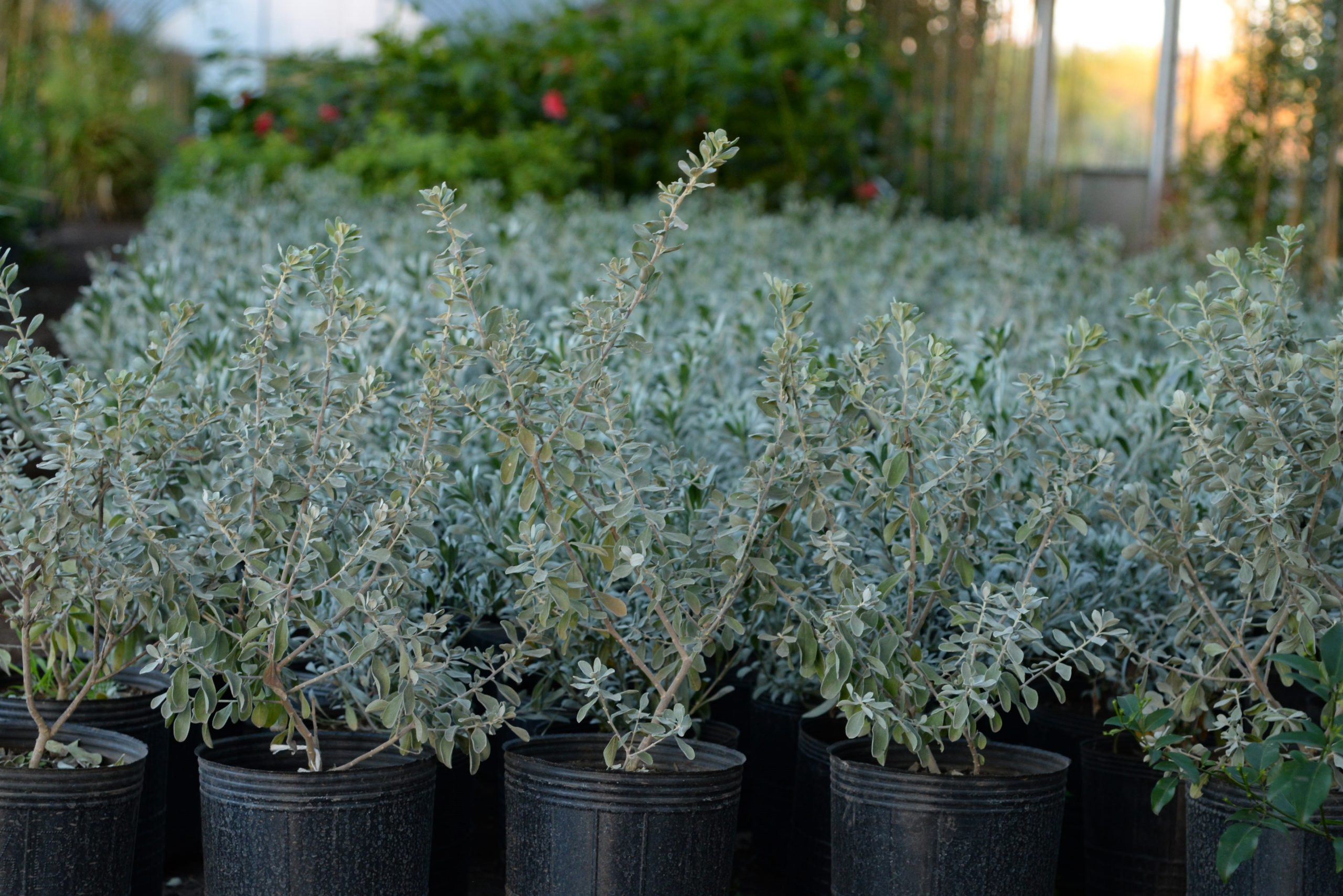VIVERO LATINI