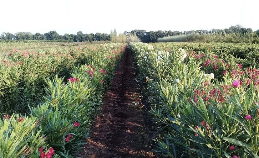 VIVERO EL NUEVO HEREDERO