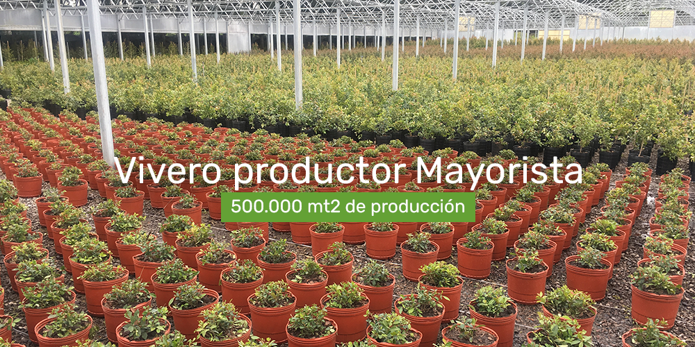 VIVERO TESONE