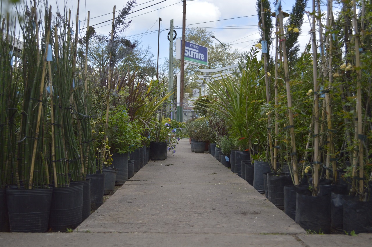 VIVERO SUMIRE